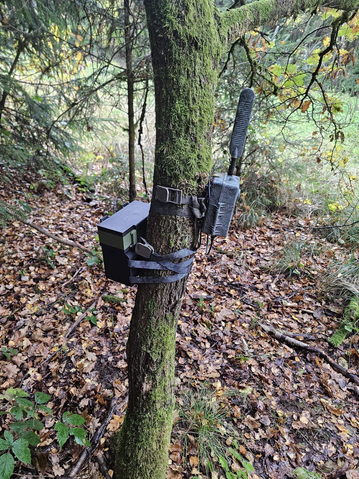 Batteriebox und Wildkamera mit Kabelverbindung am Baum